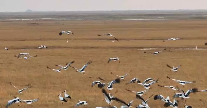 Migratory bird vanguards arrive in winter destinations in north China