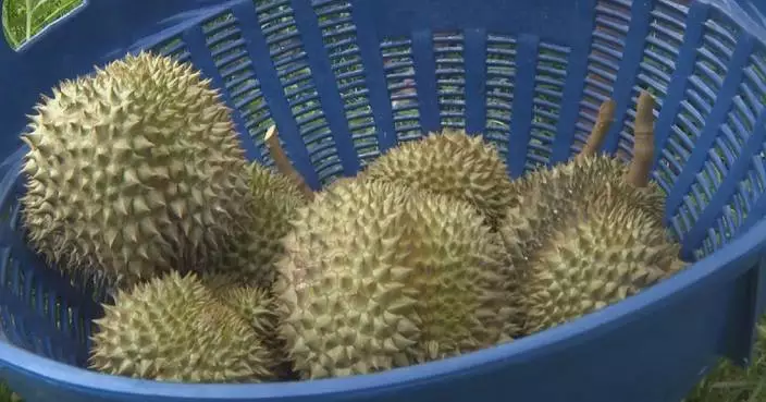 Thai durians to diffuse aroma, tasty texture at 7th CIIE