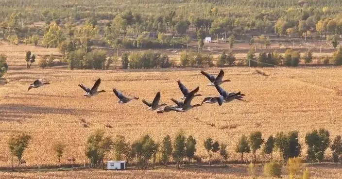 Nature reserve in Shaanxi lures flocks of migratory birds for overwintering stopover