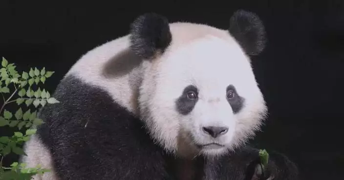 Cheerful giant panda Fu Bao takes sunbathe, feasts on fresh bamboo meal