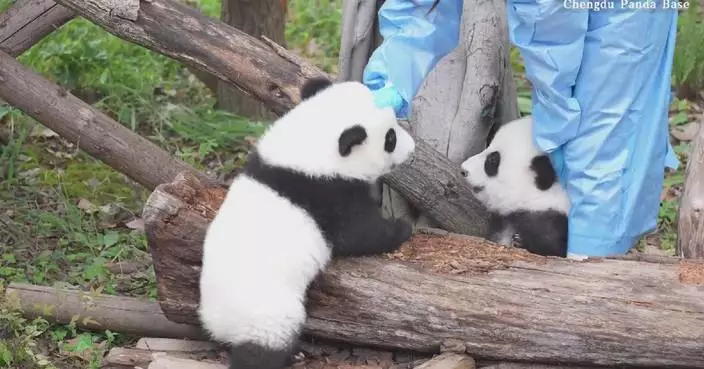 Adorable giant panda cubs caught on camera wrestling with each other