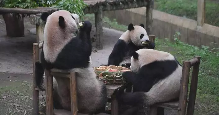 Pandas shape China's global image, boost tourism