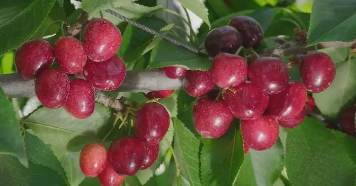 Chile&#8217;s main cherry exporter credits fast-growing business to Chinese market