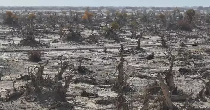 Dying desert populus forest in China's Xinjiang brought back to life with ecological restoration efforts