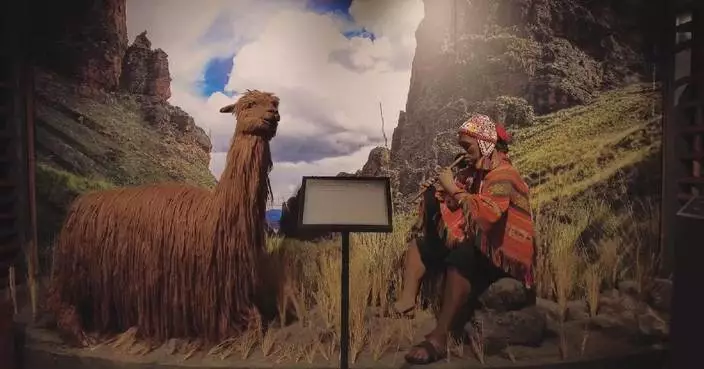 Peru&#8217;s beloved Alpaca plays vital role in country&#8217;s culture, economy