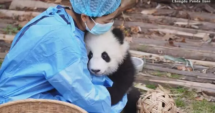 Newborn panda cubs interact with keepers in delight