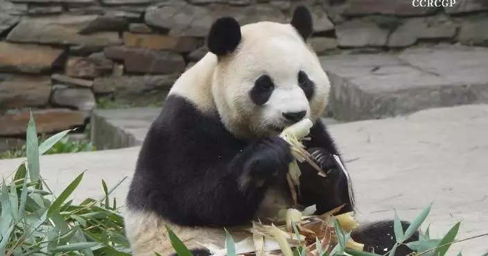 Beloved giant panda Fu Bao seen feasting away on fresh bamboo