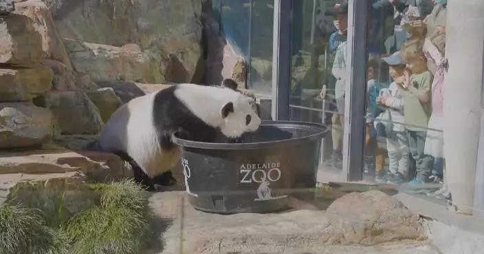 Beloved giant pandas depart Australia for China after 15-year stay at Adelaide Zoo