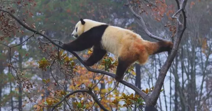 Giant panda exhibits impressive martial arts skills