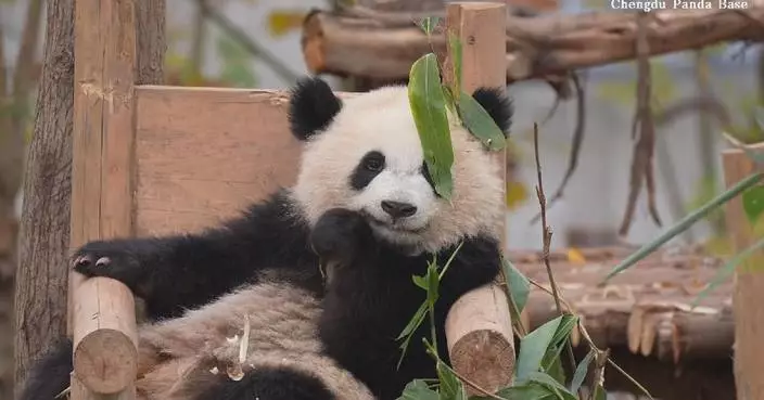 Adorable panda cub relishes in bamboo feast on &#8220;wooden throne&#8221; like baby boss