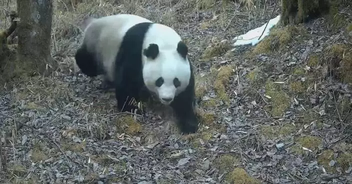 Infrared cameras capture scenes of rare wild giant pandas, golden monkeys in southwest China&#8217;s Sichuan