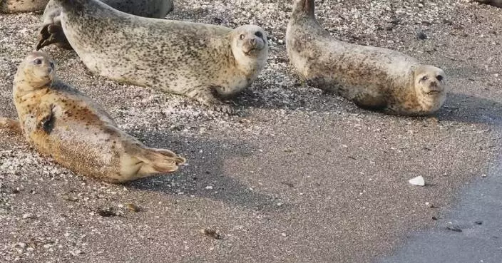 Over 50 spotted seals show up in northeast China&#8217;s Liaoning for wintering