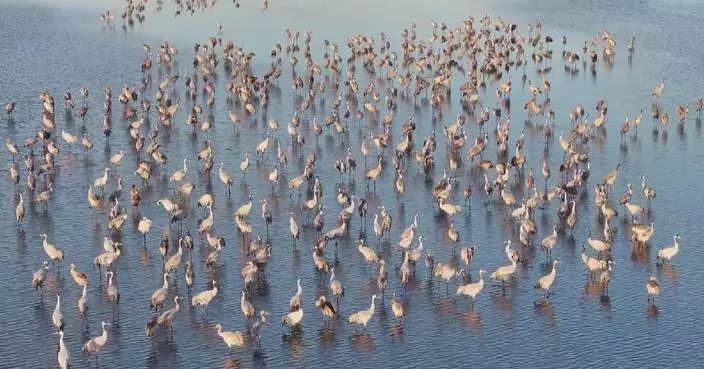 Scientist lauds China&#8217;s efforts on migratory bird protection, calls for int&#8217;l cooperation