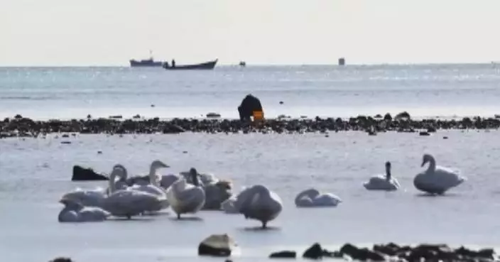 China&#8217;s Shandong sees harmonious scene between humanity, swans in winter season