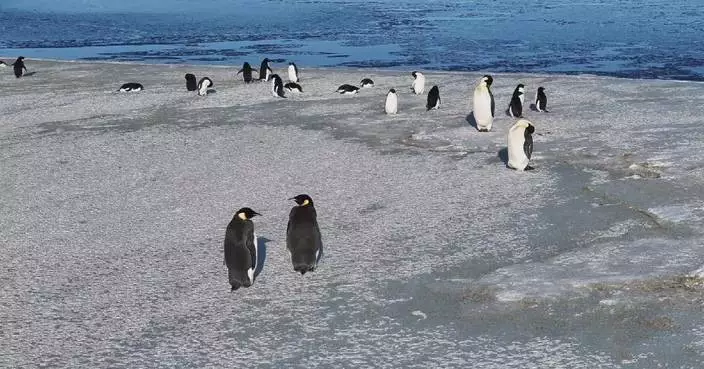 China&#8217;s 41st Antarctic expedition preparatory team captures footage of penguins