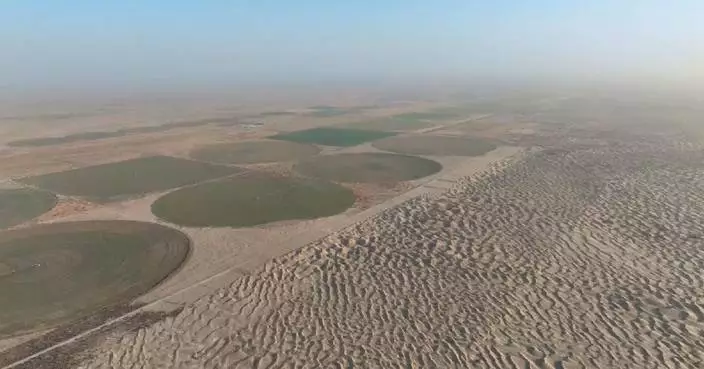 Xinjiang's arid county develops corn planting on sandy soil to combat desertification