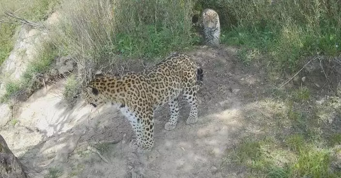 Three rare leopards spotted at nature reserve in northwest China&#8217;s Shaanxi