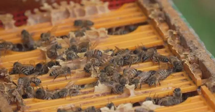 Climate change hits Italy&#8217;s beekeeping industry hard