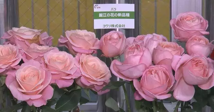 Roses from Yunnan thrive in Japanese market