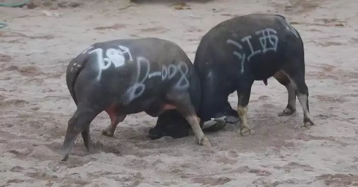 Bullfight in rural Zhejiang draws large number of visitors