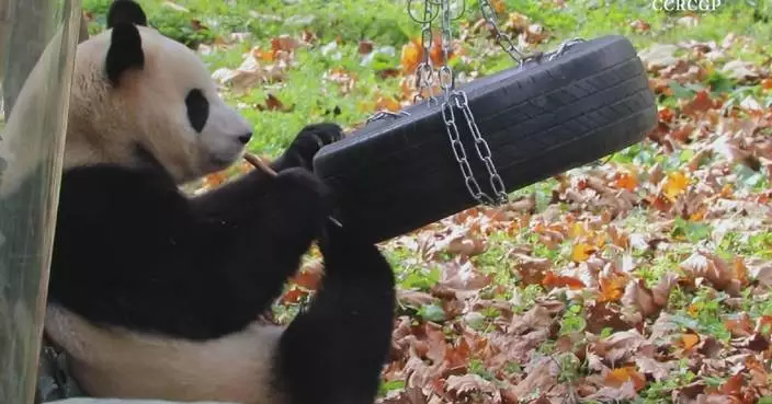 Giant panda star Fu Bao practices Yoga while snacking