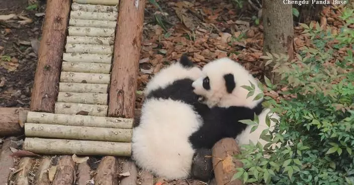 Adorable giant panda cubs caught on camera wrestling with each other