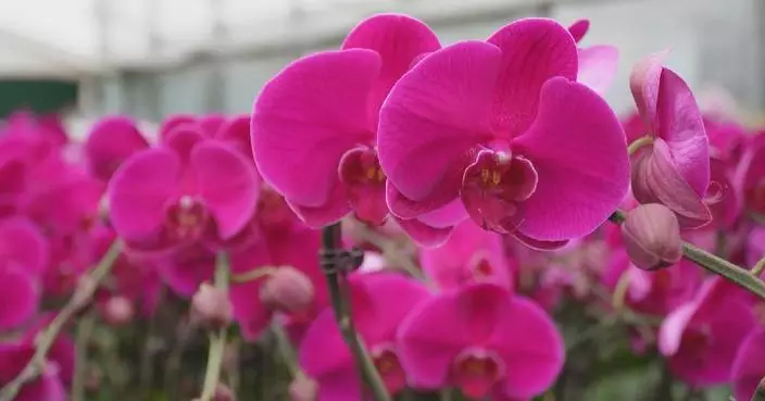 Taiwan father-son duo develops orchid business in Kunming