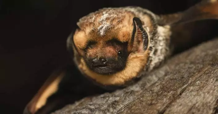 He’s fast, feisty and could play Quidditch. Meet the bat that won a beauty contest