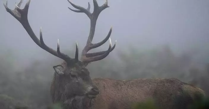 Too many wild deer are roaming England&#8217;s forests. Can promoting venison to consumers help?