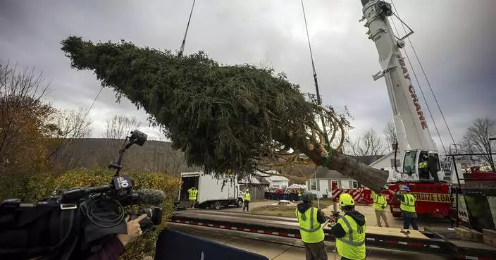 A green giant: This year's 74-foot Rockefeller Christmas tree is en route from Massachusetts