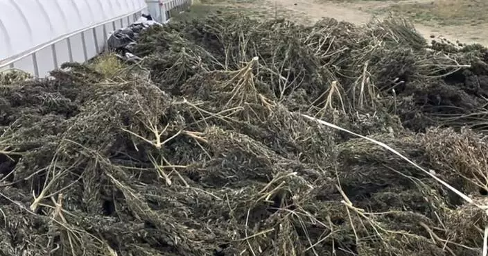 Company vows to sue over damages after New Mexico authorities destroy cannabis crops