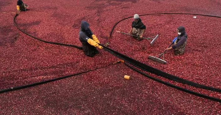 Millions will eat cranberry sauce on Thanksgiving. But where do those cranberries come from?