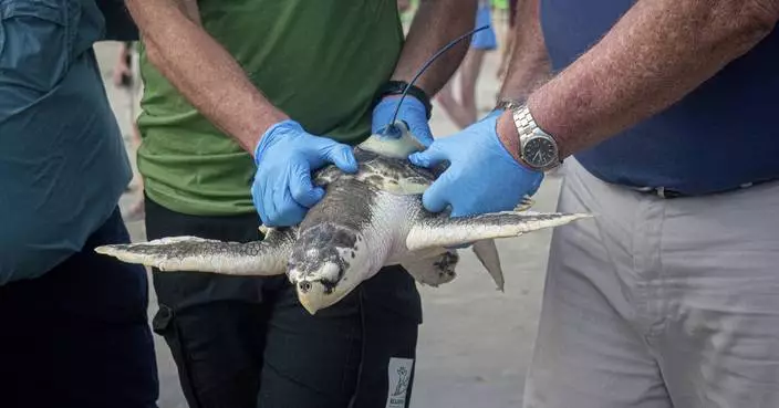 A wayward sea turtle wound up in the Netherlands. A rescue brought it thousands of miles back home