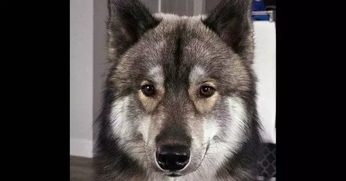 Officer kills pet dog mistaken for a coyote in Massachusetts town. The owner says it was unnecessary