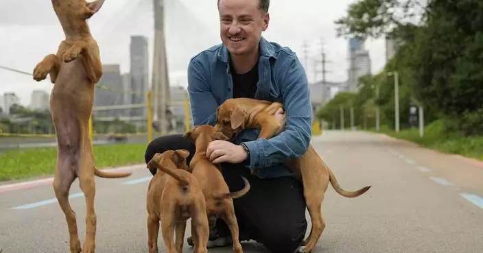 These Brazilian caramel-colored stray dogs were long overlooked. Now, they&#8217;re having a major moment