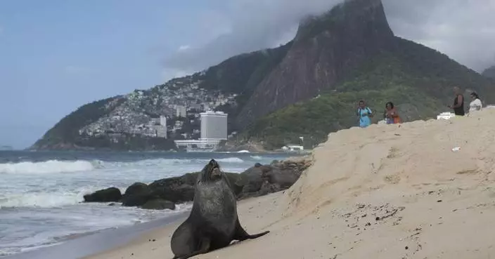 Not quite the &#8216;Girl from Ipanema&#8217;, a fur seal&#8217;s rare appearance on Rio&#8217;s famous beach turns heads