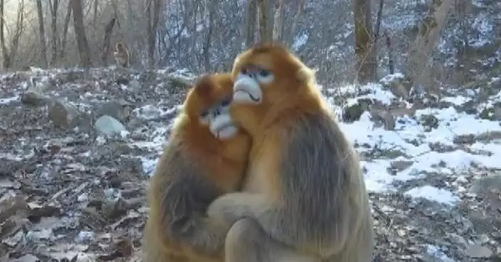 Rare golden monkeys flourish in northwest China&#8217;s nature reserve