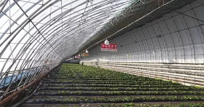 Northeast China city combines smart technology, traditional techniques to boost agriculture amid harsh winter