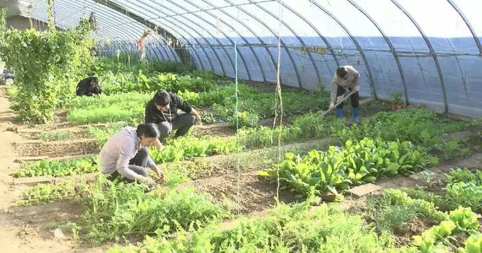 Growing vegetables in shared farms popular in Beijing residents