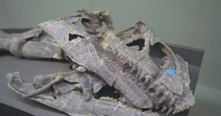 Chinese scientists discover new early Jurassic dinosaur species in southwest China's Yunnan