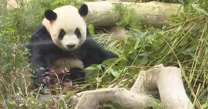 Giant pandas in Macao capture hearts of visitors