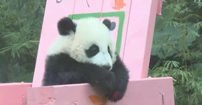 Celebrations as giant panda cub turns six-months-old in Guangzhou