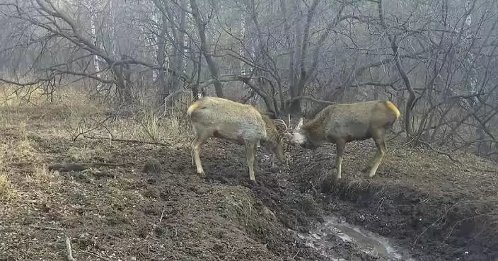 Infrared cameras capture wild deer battling for territory and mates