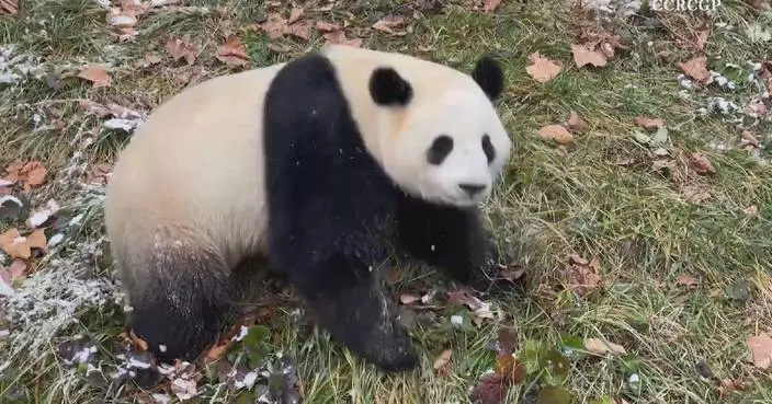 Footage of giant panda frolicking in snow released