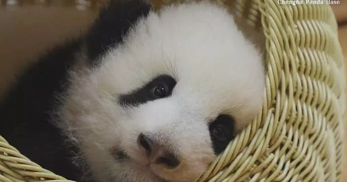 Close-ups of beautiful giant panda cub in Chengdu released