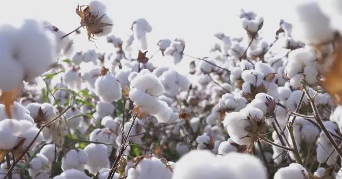 China&#8217;s cotton output tops 6 mln tons in 2024