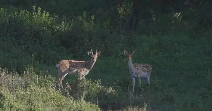 Ranger captures sika deer photos for biodiversity protection