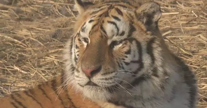 Siberian tigers frolic in snow in China&#8217;s Shenyang park