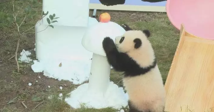 Chongqing Zoo holds celebrations for six-month-old giant panda cub