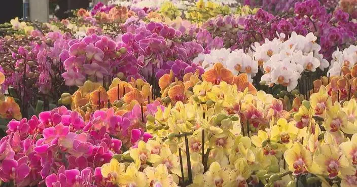 Flower sales boom in Beijing as New Year holiday season approaches